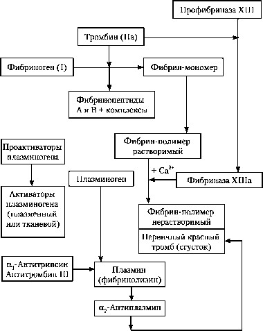 Studiul sistemului hemostatic