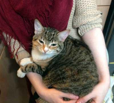Ceea ce este mai bine pentru o pisica la Home Sfaturi pentru incepatori