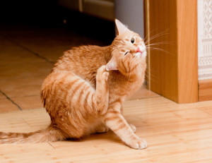 Cum de a aduce în mod eficient purici la pisici la domiciliu ce și modul în care aceasta se realizează