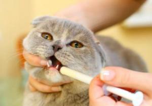 Antibiotice, care poate fi administrat la pisici