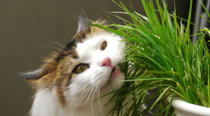Ce plante cum ar fi pisica, pisica elegant