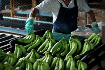 Cum și unde să crească banane, modul în care acestea sunt colectate, pulson
