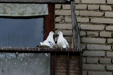 Cum sa scapi de porumbei pe balcon și moduri diferite pervaz