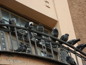 Cum sa scapi de porumbei pe balcon și moduri diferite pervaz