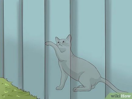 Cum sa scapi de pisici