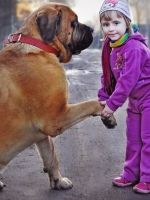 Cum să se hrănească un terrier catelus Staffordshire