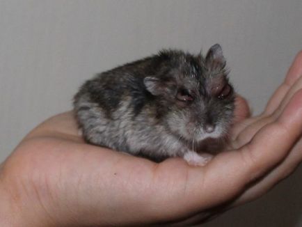 Cum de a trata bolile de hamsteri dzhungarikov