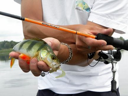 Cum de a prinde bas filare secrete de pescuit și subtilități