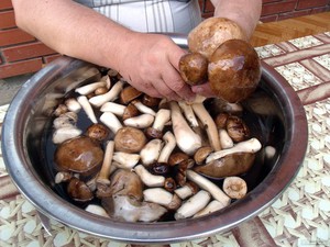 Cum se poate sare ciuperci ingrediente gustoase acasă și rețete, caracteristici și sărarea