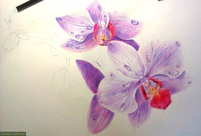 Cum de a desena orhidee creioane colorate treptat