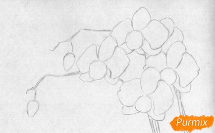 Cum de a desena un creion etape orhidee