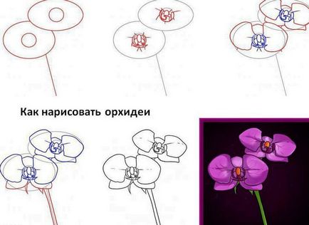 Cum de a desena o orhidee creion etapele 1