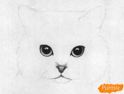 Cum de a desena un portret de pisica cu par scurt britanic