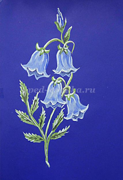 Cum de a desena un clopote de flori etape (clopote) Cum de a desena un clopote de flori etape