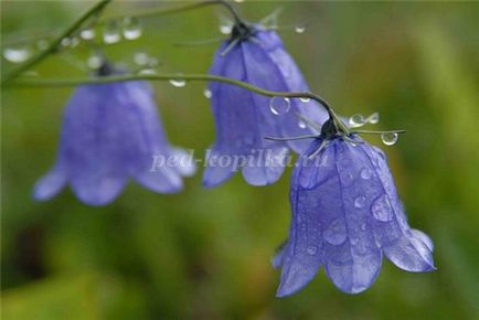 Cum de a desena un clopote de flori etape (clopote) Cum de a desena un clopote de flori etape