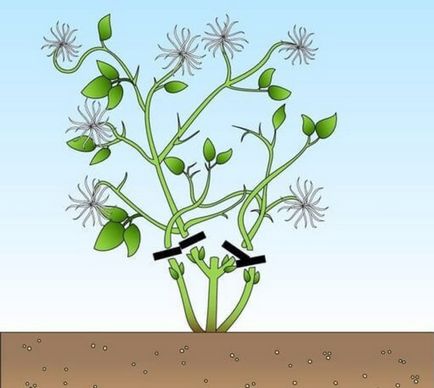 Cum să taie Clematis cu flori luxuriante, sau trei grupuri de tăiere Clematis