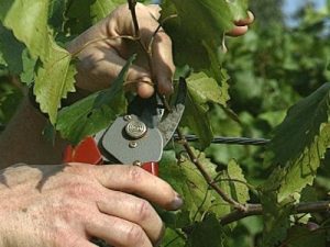 Cum să taie strugurii în vara anului care nu sunt necesare pentru a îmbunătăți lăstari culturilor