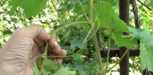 Cum să taie strugurii în vara anului care nu sunt necesare pentru a îmbunătăți lăstari culturilor