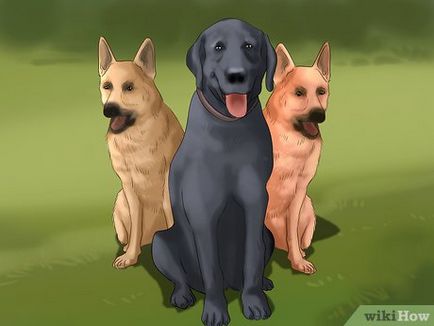 Cum de a comunica cu cainele tau
