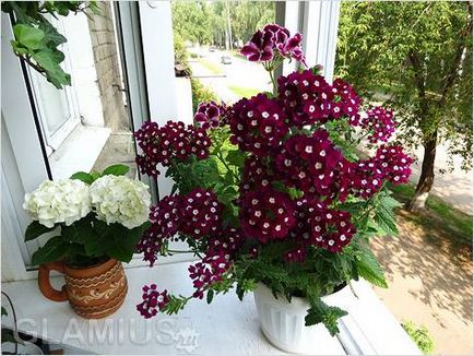 Cum de a decora un balcon cu flori - flori pe balcon (foto)