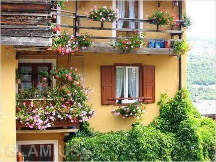 Cum de a decora un balcon cu flori - flori pe balcon (foto)