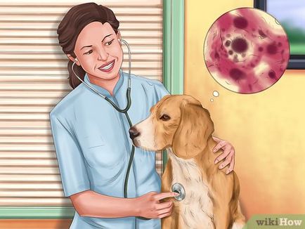 Cum de a identifica rabiei la câini