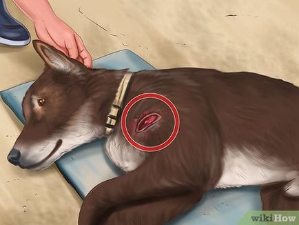 Cum de a identifica rabiei la câini