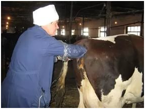 Cum de a determina sarcina în metodele de revizuire vaci de acasă