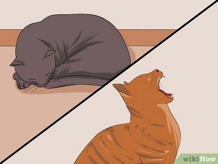 Cum să identifice vârsta de pisica