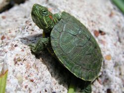 Cum de a determina vârsta roșii țestoase