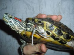 Cum de a determina vârsta roșii țestoase