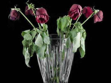 Cum să reînvie trandafiri și să păstreze buchetul proaspete pentru o lungă perioadă de timp