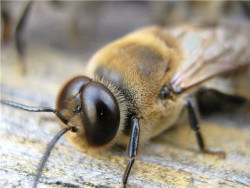 Cum albinele fac miere - procesul de producție completă