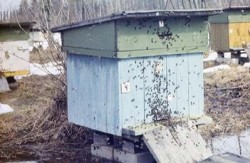 Cum albinele fac miere - procesul de producție completă