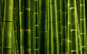 Cum de a replanta soiuri de ghivece cu nuanțe de bambus de transplant și specii ornamentale pentru amenajare a teritoriului