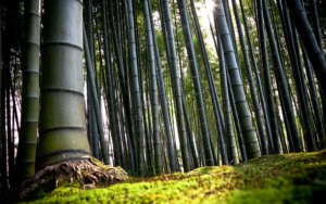 Cum de a replanta soiuri de ghivece cu nuanțe de bambus de transplant și specii ornamentale pentru amenajare a teritoriului