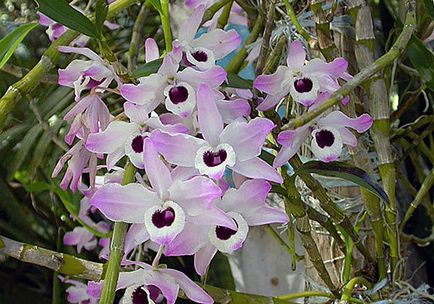 Ca Dendrobium transplantat la domiciliu