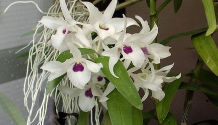 Ca Dendrobium transplantat la domiciliu