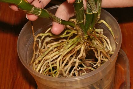 Ca Dendrobium transplantat la domiciliu