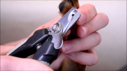 Cum să taie unghiile câine instrument, procedură, frecvența