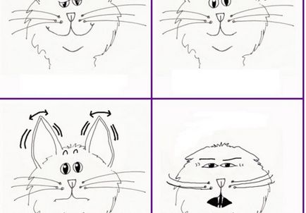 Cum să înțeleagă pisica