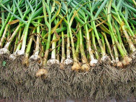 Cum de a planta usturoi în toamna și când a recolta de vara - viata mea