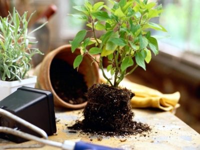Cum să transplant Ficus în etapa de origine cu pas
