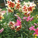 Cum de a transplantului și propaga orhidee Dendrobium, arome si culori pentru sanatate-frumusete