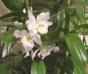 Cum de a transplantului și propaga orhidee Dendrobium, arome si culori pentru sanatate-frumusete