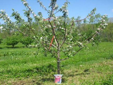 Cum să planteze pomi fructiferi
