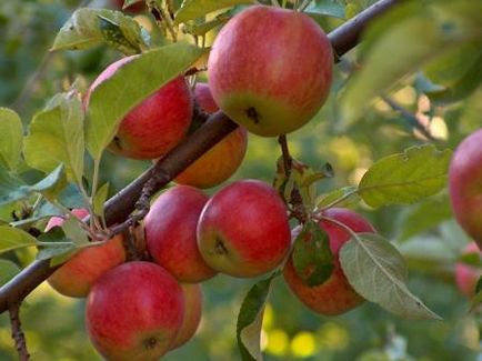 Cum să planteze pomi fructiferi - quaer