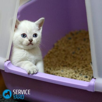 Cum de a obișnui pisica la tavă, serviceyard-confortul de acasă la îndemână