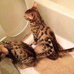 Cum de a obișnui pisica la toaletă într-o nouă locație, fără tavă de umplere, stradă pentru adulți, pisică și