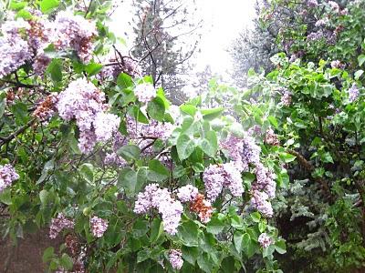 răsaduri Lilac
